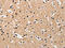 Dickkopf WNT Signaling Pathway Inhibitor 3 antibody, CSB-PA037884, Cusabio, Immunohistochemistry frozen image 