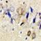 Glycoprotein M6A antibody, LS-C667900, Lifespan Biosciences, Immunohistochemistry paraffin image 