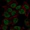 Synapsin II antibody, HPA037012, Atlas Antibodies, Immunofluorescence image 