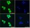 NAD(P)H Quinone Dehydrogenase 1 antibody, LS-B8354, Lifespan Biosciences, Immunofluorescence image 