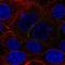 KIAA1324 antibody, PA5-67123, Invitrogen Antibodies, Immunofluorescence image 