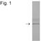 FLAG antibody, PA1-984B, Invitrogen Antibodies, Western Blot image 