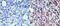 CD207 Molecule antibody, NB100-56733, Novus Biologicals, Immunohistochemistry frozen image 