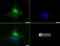 Dicer 1, Ribonuclease III antibody, NBP1-71691, Novus Biologicals, Immunocytochemistry image 