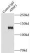 Apoptotic Peptidase Activating Factor 1 antibody, FNab00470, FineTest, Immunoprecipitation image 
