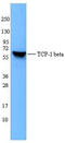 Chaperonin Containing TCP1 Subunit 2 antibody, LS-B1661, Lifespan Biosciences, Western Blot image 