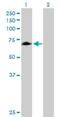 Rhophilin Rho GTPase Binding Protein 1 antibody, H00114822-B01P, Novus Biologicals, Western Blot image 
