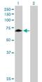 Rhophilin-1 antibody, H00114822-B01P, Novus Biologicals, Western Blot image 