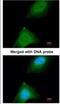 Ankyrin Repeat And SOCS Box Containing 9 antibody, NBP1-32541, Novus Biologicals, Immunofluorescence image 