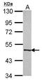 Molybdenum Cofactor Synthesis 3 antibody, GTX119140, GeneTex, Western Blot image 