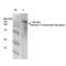 Glutamate Metabotropic Receptor 5 antibody, 56545, QED Bioscience, Western Blot image 