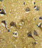 Growth/differentiation factor 6 antibody, LS-C100696, Lifespan Biosciences, Immunohistochemistry paraffin image 