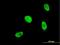 Homeobox A5 antibody, H00003202-M05, Novus Biologicals, Immunocytochemistry image 