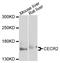 CECR2 Histone Acetyl-Lysine Reader antibody, STJ112182, St John