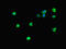 Mitochondrial Transcription Termination Factor 4 antibody, CSB-PA800224LA01HU, Cusabio, Immunofluorescence image 