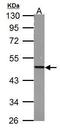 Fumarate hydratase, mitochondrial antibody, TA307962, Origene, Western Blot image 