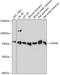 Calpain 9 antibody, 15-200, ProSci, Western Blot image 