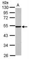 Endothelin Receptor Type B antibody, NBP2-16334, Novus Biologicals, Western Blot image 