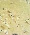 Proteasomal ATPase Associated Factor 1 antibody, abx032396, Abbexa, Immunohistochemistry frozen image 