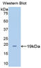 Apolipoprotein A1 antibody, LS-C301757, Lifespan Biosciences, Western Blot image 