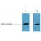 Hemagglutinin antibody, LS-C387479, Lifespan Biosciences, Western Blot image 