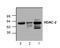 Histone Deacetylase 2 antibody, AP00271PU-N, Origene, Western Blot image 