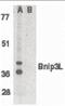 BCL2 Interacting Protein 3 Like antibody, orb86694, Biorbyt, Western Blot image 