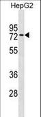 Zinc Finger Protein 614 antibody, LS-C157484, Lifespan Biosciences, Western Blot image 