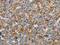 Dopamine Beta-Hydroxylase antibody, CSB-PA020742, Cusabio, Immunohistochemistry frozen image 