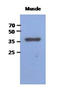 Fructose-Bisphosphatase 2 antibody, LS-C175820, Lifespan Biosciences, Western Blot image 