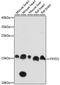 FXYD Domain Containing Ion Transport Regulator 1 antibody, A15082, ABclonal Technology, Western Blot image 
