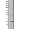 Integrin Subunit Beta 3 Binding Protein antibody, abx148593, Abbexa, Western Blot image 