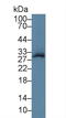 TSC22 Domain Family Member 3 antibody, LS-C722155, Lifespan Biosciences, Western Blot image 