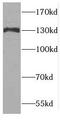 CTR9 Homolog, Paf1/RNA Polymerase II Complex Component antibody, FNab02062, FineTest, Western Blot image 