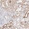 Rhotekin antibody, PA5-56418, Invitrogen Antibodies, Immunohistochemistry frozen image 