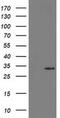 15-Hydroxyprostaglandin Dehydrogenase antibody, MA5-25433, Invitrogen Antibodies, Western Blot image 