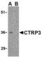 C1q And TNF Related 3 antibody, TA306233, Origene, Western Blot image 
