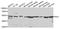 Inhibitor Of Growth Family Member 1 antibody, A7904, ABclonal Technology, Western Blot image 