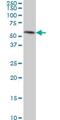 TEA Domain Transcription Factor 4 antibody, ab58310, Abcam, Western Blot image 