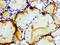 Glutamate Ionotropic Receptor Kainate Type Subunit 1 antibody, LS-C670228, Lifespan Biosciences, Immunohistochemistry paraffin image 