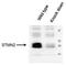 Stathmin-2 antibody, TA336784, Origene, Western Blot image 