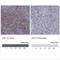 Lymphoid Enhancer Binding Factor 1 antibody, NBP1-86960, Novus Biologicals, Immunohistochemistry frozen image 