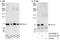 Formin Binding Protein 1 Like antibody, A303-470A, Bethyl Labs, Western Blot image 
