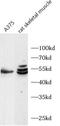 Transcription Factor 4 antibody, FNab10727, FineTest, Western Blot image 