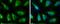 Solute Carrier Family 19 Member 2 antibody, PA5-78332, Invitrogen Antibodies, Immunofluorescence image 