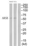 G4S antibody, TA311720, Origene, Western Blot image 