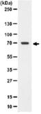 Protein Tyrosine Phosphatase Non-Receptor Type 6 antibody, NBP2-29830, Novus Biologicals, Western Blot image 