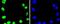 DNA topoisomerase 1 antibody, NBP2-67606, Novus Biologicals, Immunofluorescence image 