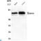 IKAROS Family Zinc Finger 1 antibody, LS-C813013, Lifespan Biosciences, Western Blot image 