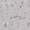 Laminin Subunit Alpha 2 antibody, NBP2-46624, Novus Biologicals, Immunohistochemistry frozen image 